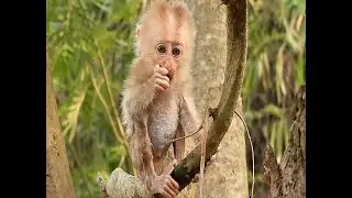 The pitiful cry of the little monkey is a plea for the mother who abandoned it.