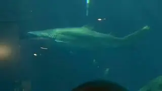 Sand Tiger Shark Eats Fish From Feeding Pole