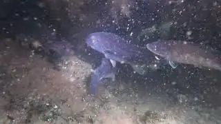 Shark River, Belmar NJ diving TONS OF FISH are back in the inlet.