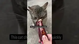 Cat videos 😻 Cat videos Compilation 🐱 #mewmew #7978