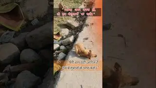 &ldquo;भरोसा अगर करना हो, तो इन बेजुबानों पर करो 🐶 | Street Dog Short&rdquo;#StreetDog #StreetDogs#vanshok