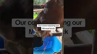Коровы наслаждаются нашими минеральными блоками