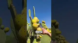 Cactus farming in china #shorts #science