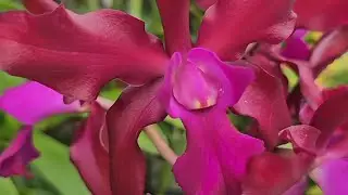 Morning walk to see latest blooms