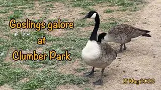 2025-05-15-Goslings galore - Clumber Park