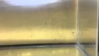 Pink skunk clownfish - 7 days post hatch