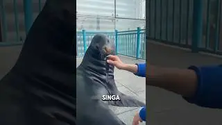 Mengapa singa laut sangat lucu?