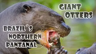 Giant Otters of Brazil&acute;s northern Pantanal