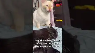 #fyp #foyoupage #dreams  #everythingispossible #cats #house #losminus #help #love #shorts