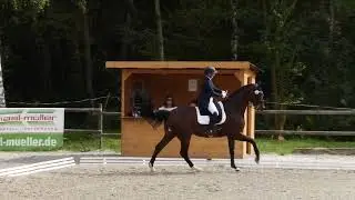17.09.2023 Ditzingen: Dressur Kl. S1* - 1. Beate Siegle/Ben