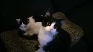 Binkie and Princess are friends ...