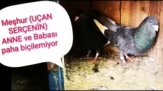 ADANA YERLİ DALICI GÜVERCİNLERİ CEYHAN NAMIDİYAR JAPON MUSTAFA! #ADANAYERLİGÜVERCİN #DALICIGÜVERCİN