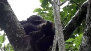 Chimps eating monkey
