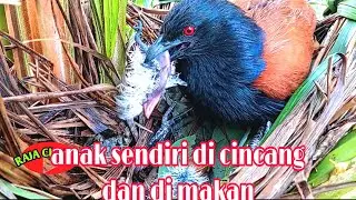 Ini bukti nyata kejam nya burung bubut anak nya pun di bunuh dan di makan