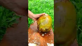 Super Refreshing Coconut water in Nature  #coconut #coconutwater #shorts