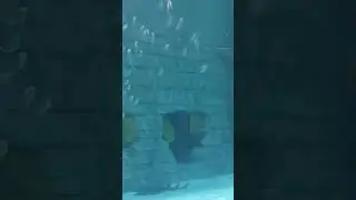 fish in seaworld florida