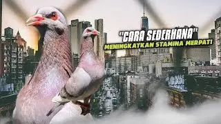 TIPS MENINGKATKAN STAMINA MERPATI KOLONG‼️