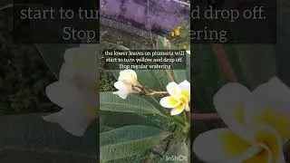 Plumeria winter care #shortsfeed #plumeria #gardening #flowers