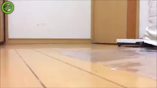Marching Parrots