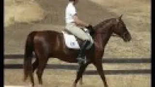 Morgan Eventer, Camelot Foundation HT