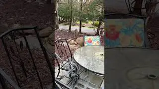 Deer and Big Buck Feed on Morning Grain as Others Join In