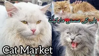 Saddar Cat Market Karachi | Cat For Sale | Persian Cat Kitten Market |  15 Dec 2024 #babapetsinfo