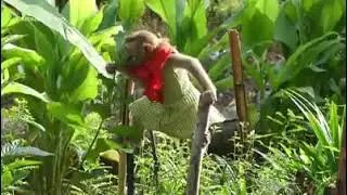 Monkey Funny Playing So Cutest & Beauty