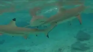 Vlog Trotter : Nager avec les Requins &agrave; BORA BORA