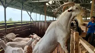 Goat farm 