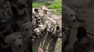 Dog Day camp with Falco, Genesis, Riley, Zen and Henry.