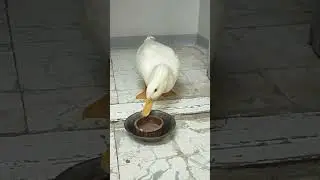 duck lover #ducklover #duck #ducklove