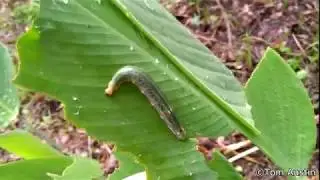 Brazilian Skippers on Thalia dealbata