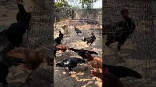 Free-Range Chickens Roaming in the Home Garden | Natural Farm Sounds