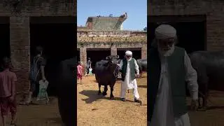 Cow videos #strongbull #cow #strongbull #cattlemarket #bullfarm #cowmandi #bull #ytshorts #animals