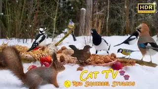 Cat TV NO ADS😻Bird Fun in the Snow❄️ Squirrels vs Magpies Blackbirds  Jays & Little Birds Everywhere