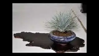 Bonsai Europa 2015   The Accents