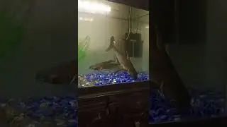 #fish#shark#water #world#aquarium#animals#🐟