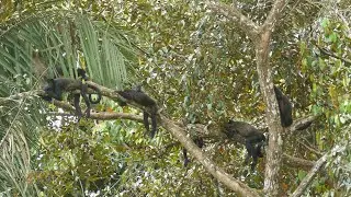 The Mantled Howler Monkey is the loudest animal of the rainforest