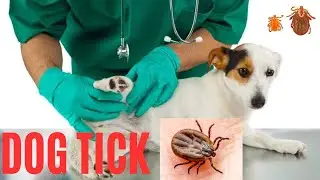Dog Tick | What is the best medicine for dog ticks?  flea and tick treatment for dogs