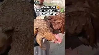 golden misri fresh stock 🐓 healthy Active Vaccinated ✅ order now 🌟🌸organic eggs 🤤🥚 #desimurgiya