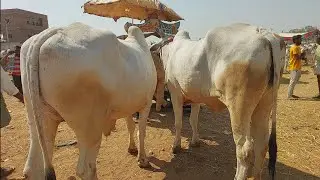 Biggest Bulls market in Pebbair mandi | Pebbair Saturday cattle market | Oxen prices 2025