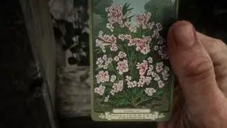 Oleander Sage🌺
