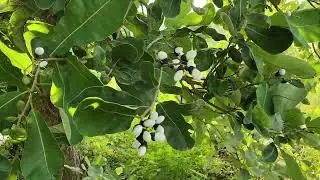 White Biba 🌳 Rare Seeds 🌿 Fast Delivery 🚚 6205814024