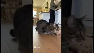 Cat vs bag😂 #shorts #funny #cat