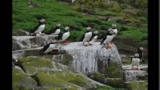Puffin Shuffle Dance