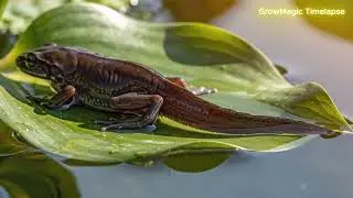 From Tiny Tadpole to Fully Grown Frog in 1000 Hours!
