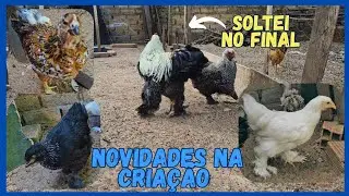 Mostrando novos Franguinhos e novas Ninhadas de Pintinhos 
