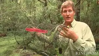 Amphiuma Found While Trapping for Snakes