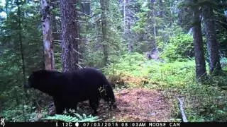 Big Newfoundland Black Bear Standing and Smelling Bait