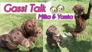 ♡ Milka Mittwoch ♡ Gassi Talk 2.0 ♡ KaroLovesMilka
